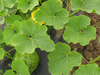 Cucurbita maxima Indian pumpkin; feuilles