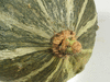 Cucurbita maxima Mini green hubbard; ombilics