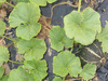 Cucurbita maxima Mini green hubbard; feuilles