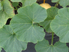 Cucurbita maxima Gele centenaar; feuilles