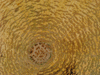 Cucurbita maxima Gele centenaar; ombilics