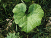 Cucurbita maxima Ironbark; feuilles