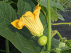 Cucurbita maxima Garbo; fleurs-F