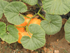 Cucurbita maxima Garbo; feuilles