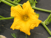 Cucurbita maxima Mooregold; fleurs-F