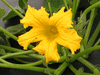 Cucurbita maxima Mooregold; fleurs-M