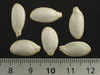 Cucurbita maxima Mooregold; graines