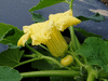 Cucurbita maxima Green gold; fleurs-F
