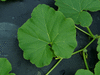 Cucurbita maxima Green gold; feuilles