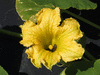 Cucurbita maxima Green gold; fleurs-M