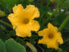 Cucurbita maxima Odawa's runner; fleurs-M