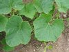 Cucurbita maxima Odawa's runner; feuilles
