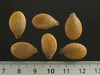 Cucurbita maxima Aconcagua; graines