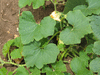Cucurbita maxima Kindred; feuilles