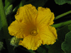 Cucurbita maxima Ethiopial; fleurs-M