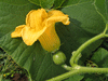 Cucurbita maxima Blanche de Lyon; fleurs-F