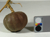 Cucurbita maxima Nyamut; fruits