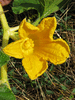 Cucurbita maxima Gaillot; fleurs-F