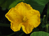 Cucurbita maxima Gaillot; fleurs-M