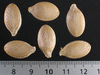 Cucurbita maxima Gaillot; graines