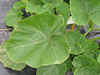 Cucurbita maxima D'Espelette; feuilles
