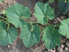 Cucurbita maxima New Zealand blue; feuilles