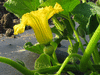 Cucurbita maxima F1 Sunshine; fleurs-F