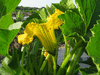 Cucurbita maxima F1 Sunshine; fleurs-M