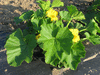 Cucurbita maxima F1 Sunshine; feuilles