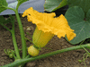 Cucurbita maxima Gold keeper; fleurs-F