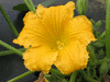 Cucurbita maxima Gold keeper; fleurs-M