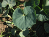 Cucurbita maxima Gold keeper; feuilles
