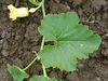 Cucurbita maxima Boston marrow; feuilles