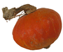 Cucurbita maxima F1 Orange dawn; fruits