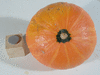 Cucurbita maxima F1 Small Orange; ombilics