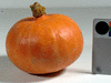 Cucurbita maxima F1 Small Orange; fruits