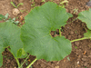 Cucurbita maxima Hubbard d'Afrique du sud; feuilles