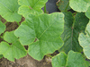 Cucurbita maxima Fatima; feuilles