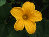 Cucurbita maxima Turkinja; fleurs-M