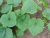 Cucurbita maxima Bambino; feuilles