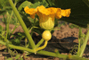 Cucurbita maxima Essex turban; fleurs-F
