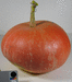 Cucurbita maxima Balloon; fruits