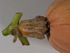 Cucurbita maxima Orange Banana; pedoncules