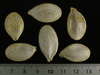 Cucurbita maxima Panonika; graines
