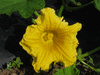Cucurbita maxima Hidatsa; fleurs-F