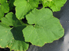 Cucurbita maxima Hidatsa; feuilles