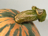 Cucurbita maxima Mormon Squash; pedoncules