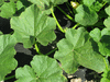 Cucurbita maxima Mormon Squash; feuilles