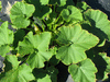 Cucurbita maxima Jalostototlan calabaza; feuilles