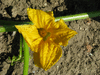 Cucurbita maxima Moravka; fleurs-F
